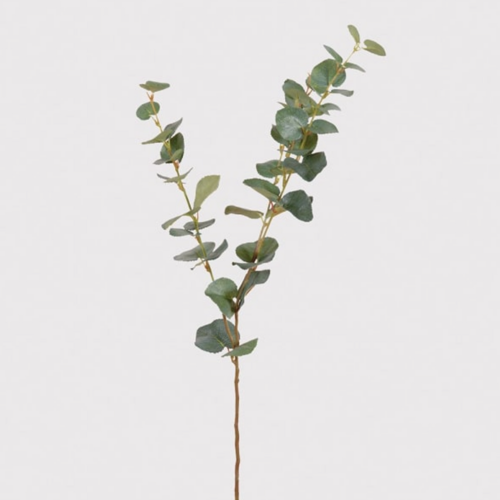 green eucalyptus stem