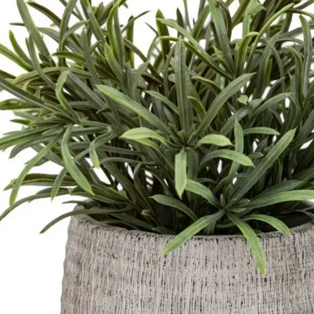 Potted rosemary