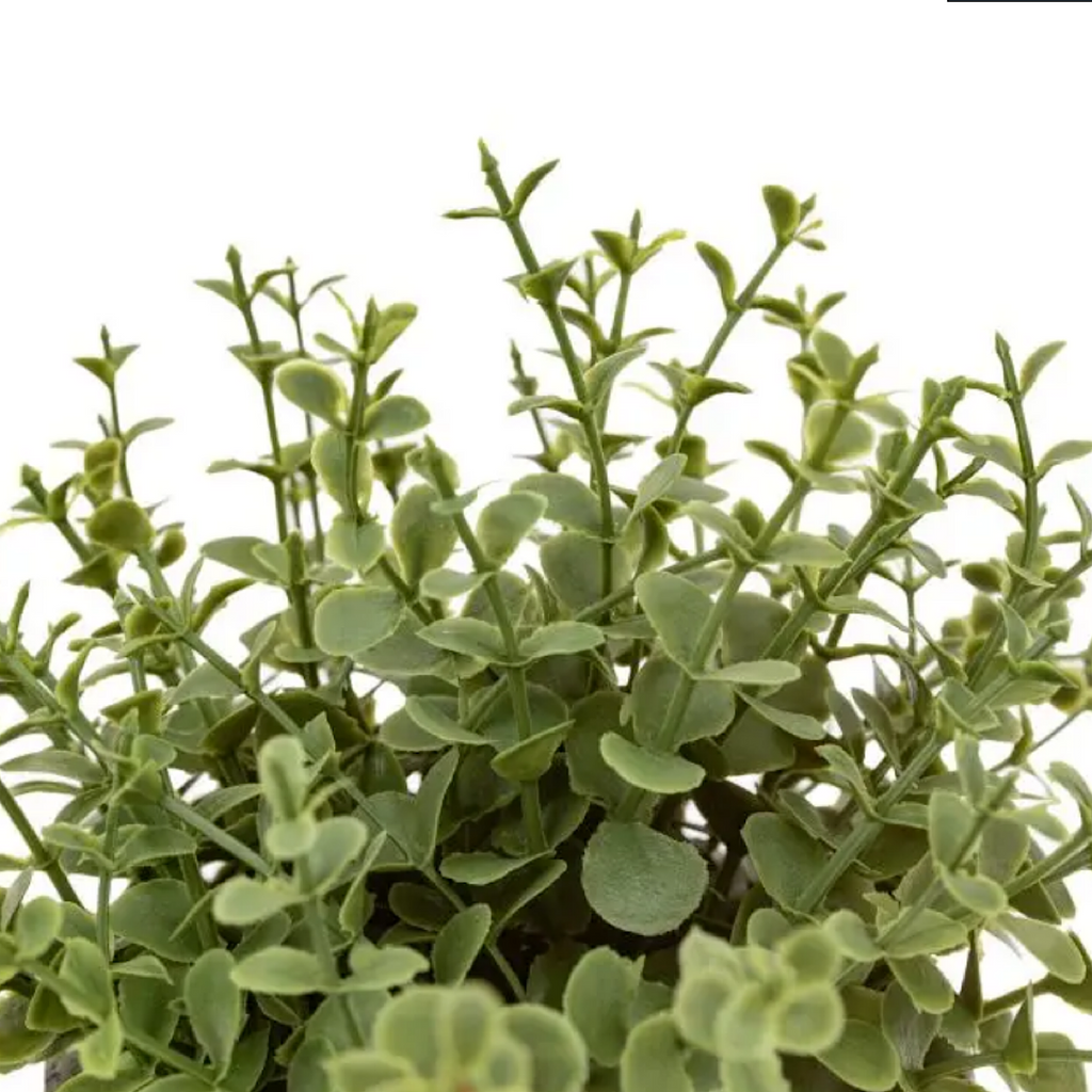 Potted marjoram