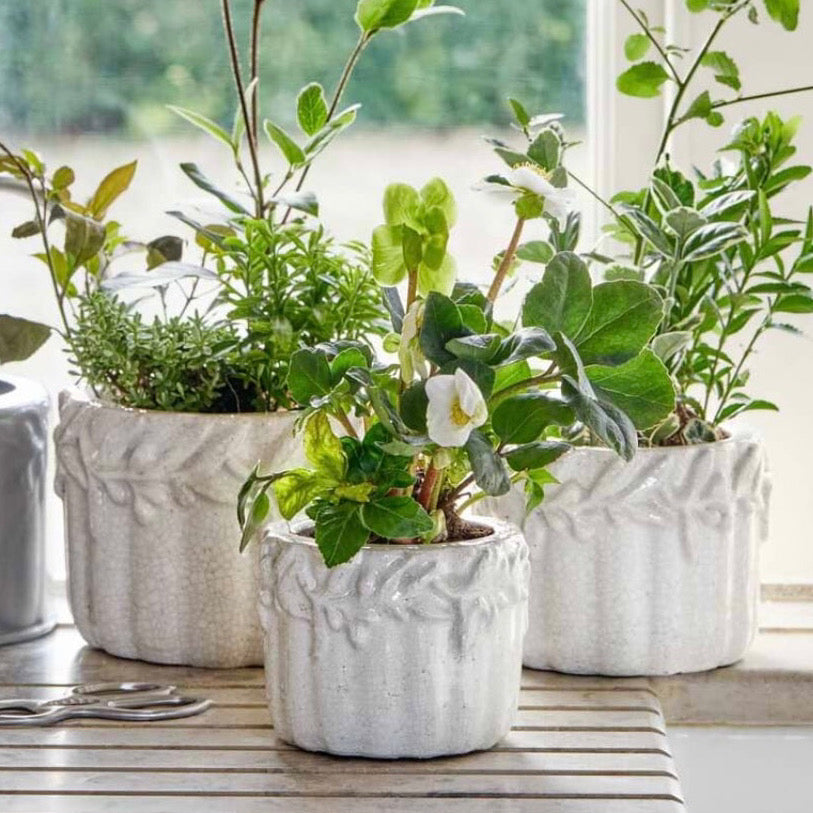 garden trading plant pots Garden Trading Cetara Plant Pots – Holmes Gifts and Interiors