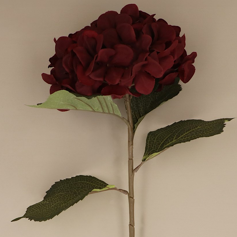 Giant Mahogany Hydrangea Stem