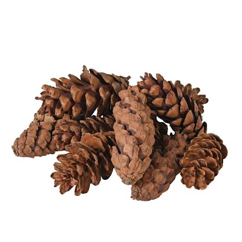 Natural Pinecones