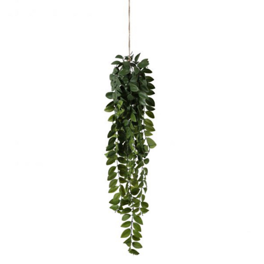 Hanging Philodendron Bush